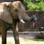 elephant-1460836_1280